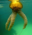   Sea Nettle Monterey California  